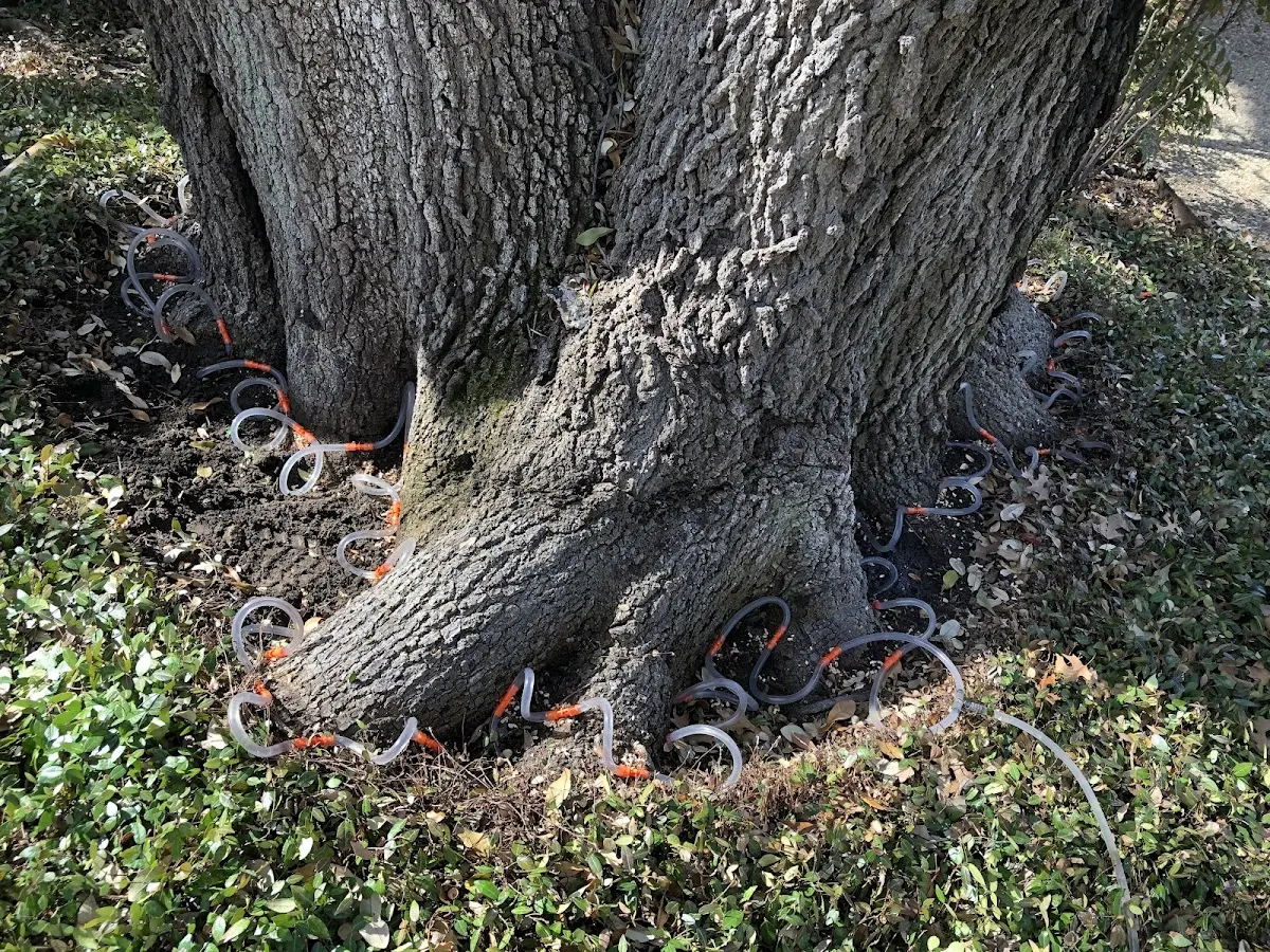 Detailed Tree Cabling and Bracing job site in Millstadt