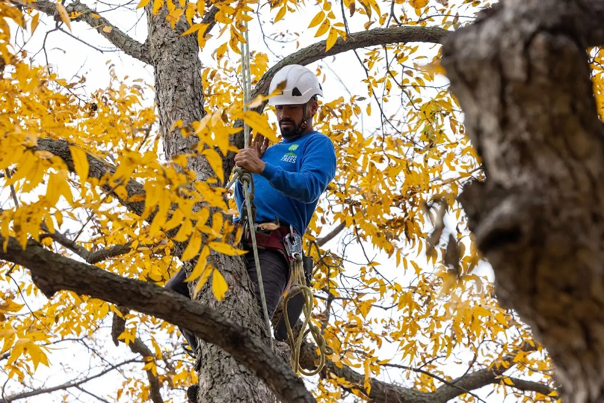 Skilled Tree Transplanting crew working in Millstadt