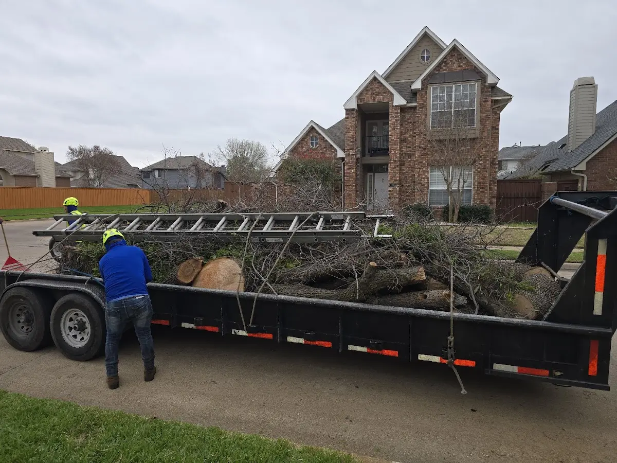 Expert Tree Removal with proper safety equipment in Millstadt